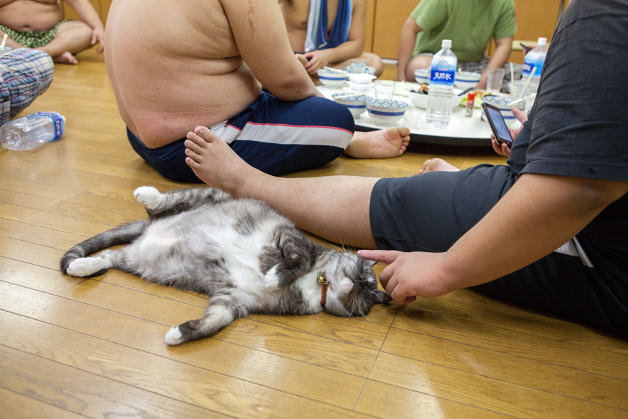 「荒汐部屋のすもうねこ モルとムギと12人の力士たち」(平凡社)より