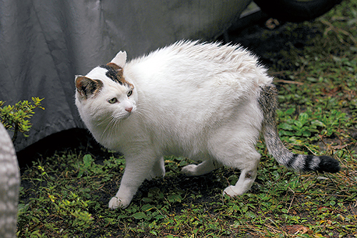 外猫時代 背中をよく他の猫にむしられていたぽー 扶桑社/(C)太田康介