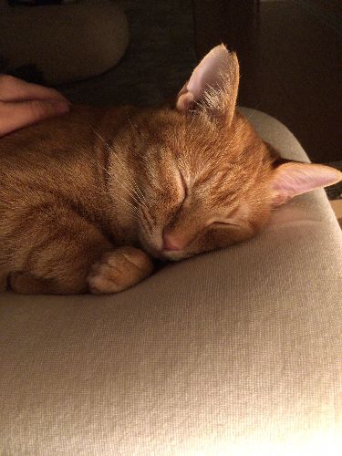 この寝姿にナースもボランティアのスタッフも胸キュンになった