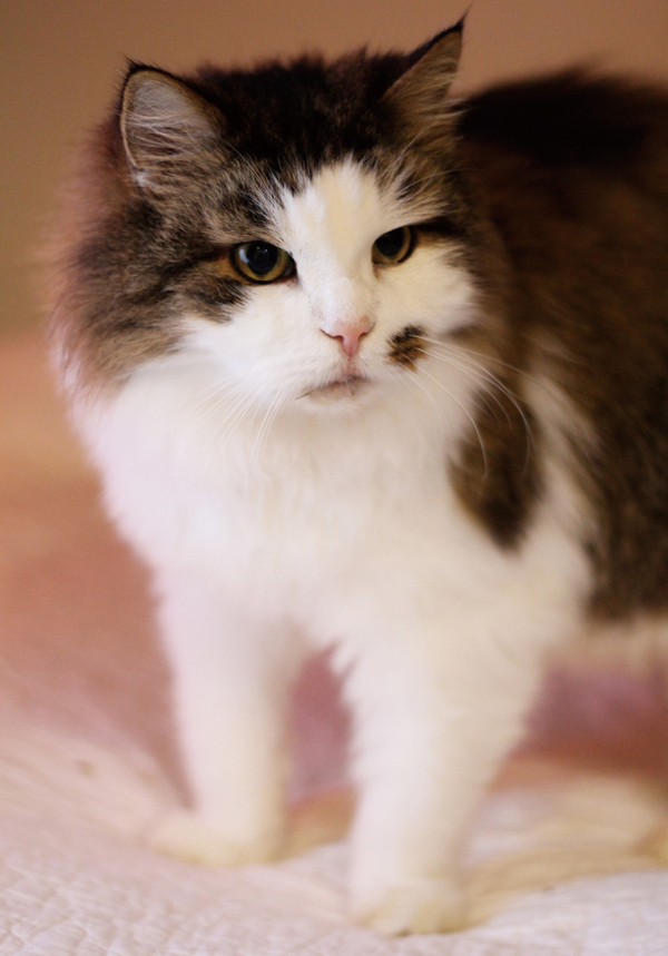 日貿出版社提供