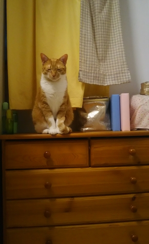 取材後はすっかり元通り「お客さん帰った?」