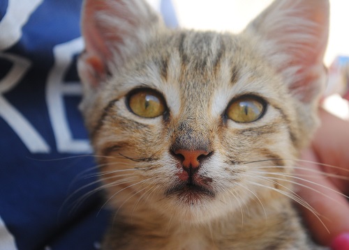 近所に住む子猫、2か月でこんなに大きくなりました。「近所の四つ子猫ちゃん成長記」、近日執筆予定です!