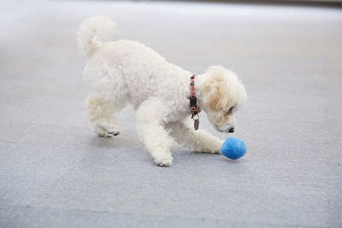 ボールとはいつも一緒