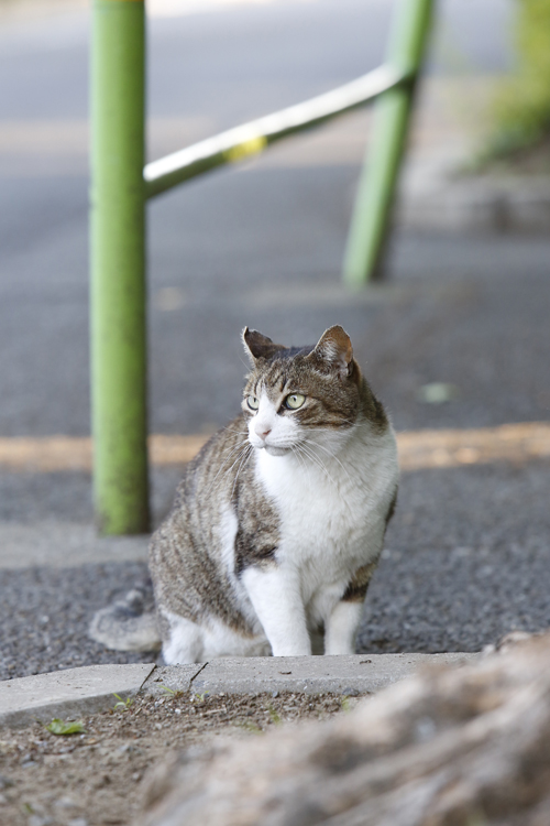 写真/山田裕之、徳永徹