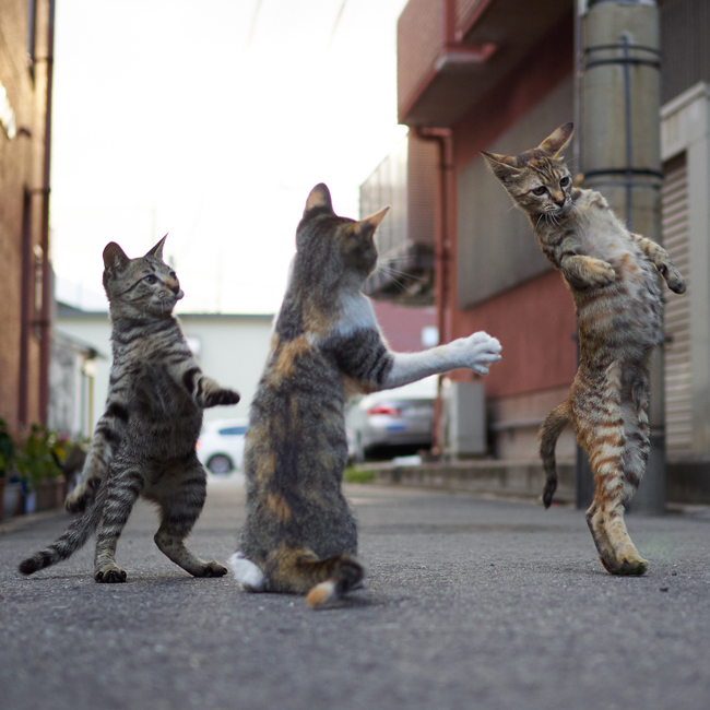 ストリートでは、子猫たちが自由に踊る (c) Accent