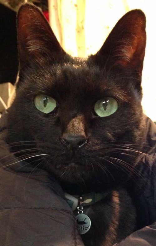 グリーンの瞳に多くの人がとりこになった