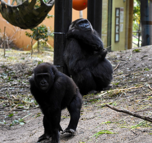 ニシゴリラの「ゲンキ」(奥)と「ゲンタロウ」の母子
