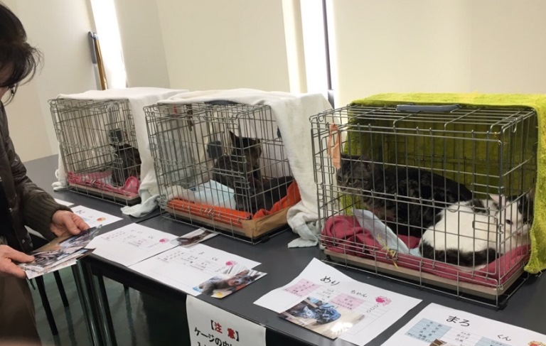 昨年12月の譲渡会の様子 提供=(公財)日本動物愛護協会
