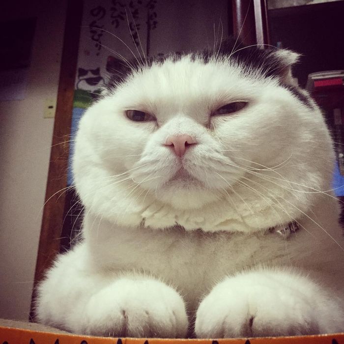 「ポチたまペット大集合」に登場する「ブチョー」(c)BSジャパン