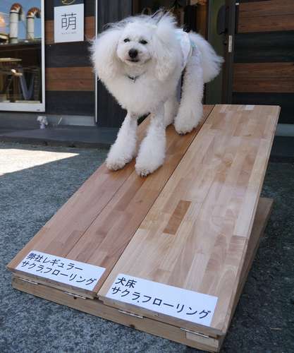 普通のフローリングに立つソイル。自重でずり落ちてくる=平川木材工業提供