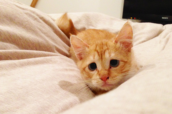 生後約2ヶ月の頃。この時からタレ目は完成されていました(写真提供・さきこ)