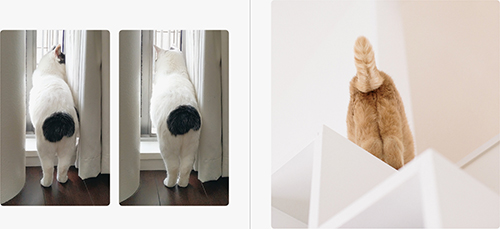 『ねこのおみあし』から