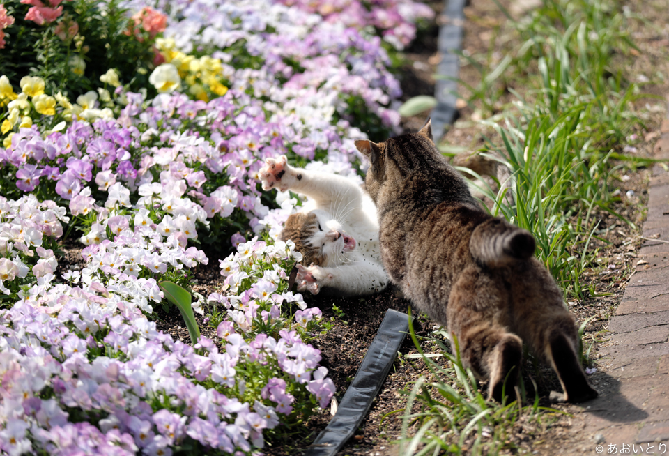 「気ままに猫だもん。」/(c)あおいとり