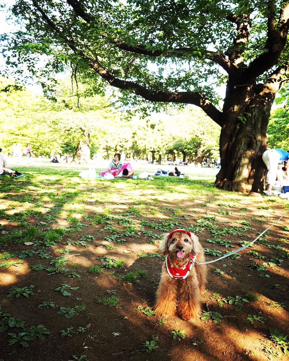 大きな木が多い代々木公園。日差しがジリジリするほど暑かったけれど、木陰に入ると涼しくてホッ。