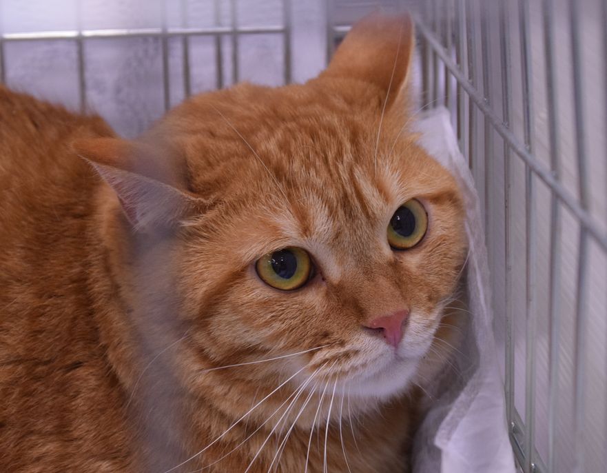 飼い主を待つ保護猫