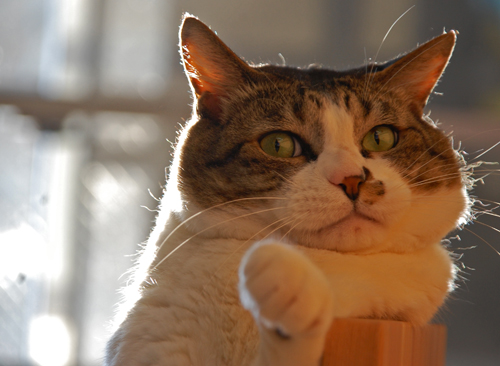 辰巳出版「読むだけでやせる!デブねこ格言」