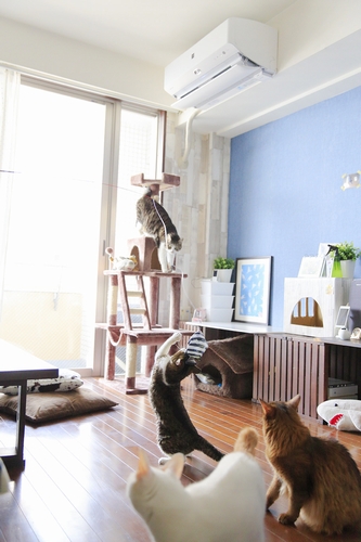 「ぱっち」(17歳)と若猫たち 祥伝社/ケニア・ドイ