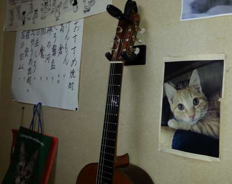 メニューと並んで猫の写真も=てまり