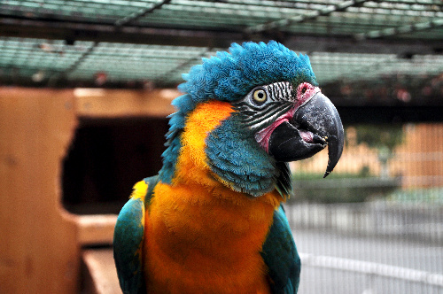 アオキコンゴウインコ=東山動植物園提供