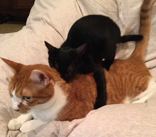 虎千代におんぶする龍