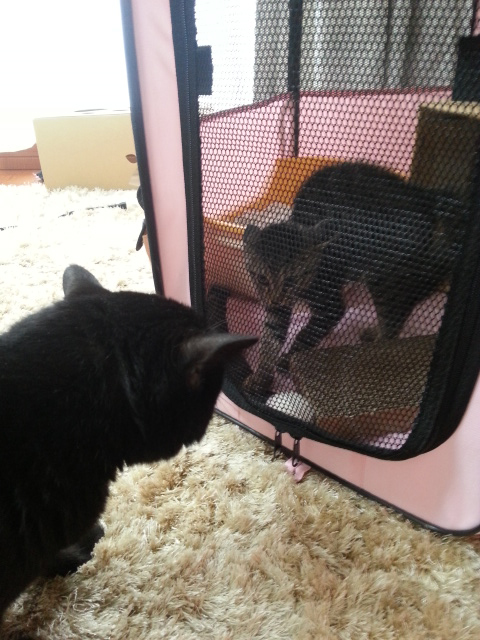 我が家で先住猫と初対面