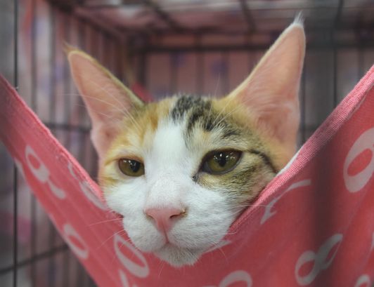 飼い主を待つ保護猫