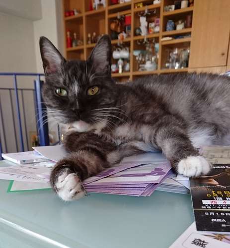 おかみさんのお手伝いをしている?モル=おかみさん提供