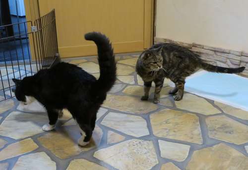 てっちゃん(左)とビーちゃん。ビーちゃんも他の猫にオープンな性格だ=東京ペットホーム