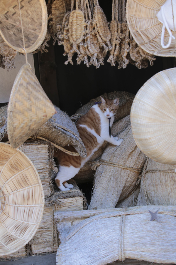 (C)「猫忍」製作委員会