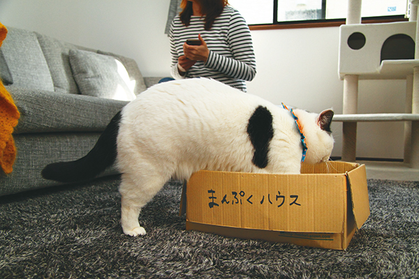 古くなっても捨てられない、お気に入りの段ボールハウス