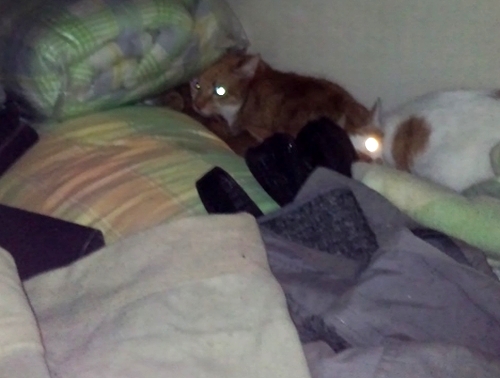 多頭飼育崩壊現場(押入れ中に隠れていたナル=左)ねこねこ亭撮影