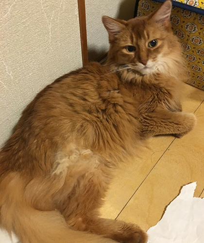 3本足になったソマ