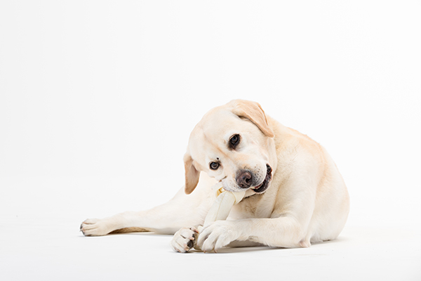 大好きな「骨」にかじりつく