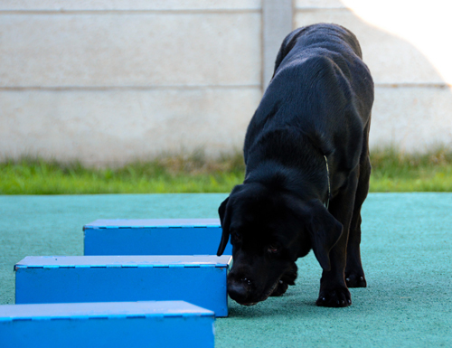薬物も銃器も捜索できる警察犬のムーンロケット号。日々訓練に励んでいる=東京都板橋区の警察犬第一訓練所