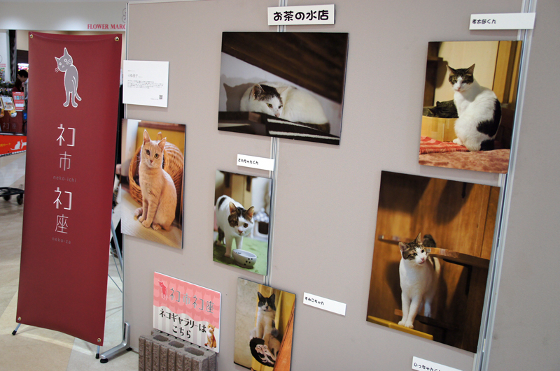 ねこギャラリー