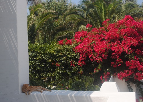 8月中旬~9月中旬、ブーゲンビリアの真っ盛りです(パロス島・パリキア)