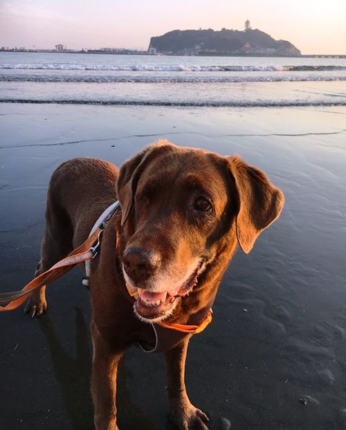 「ラブの海岸物語」 桑田さん、江の島は僕の庭だよ