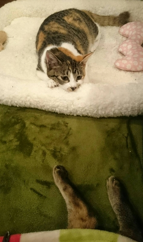 「そうやって隠れて甘えてるのね」とでも言いたげな「小夏」