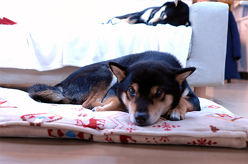 ひな兄「俺の弟たちは世話がやける」