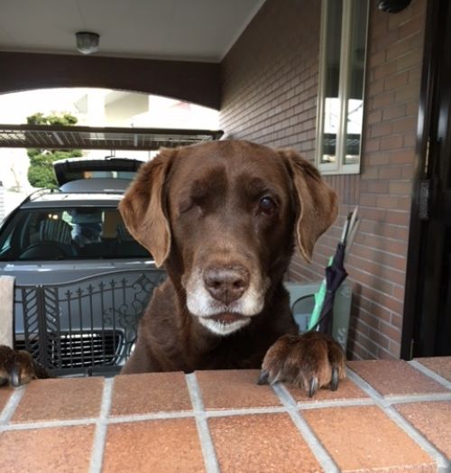 門から顔を出すと、道行く人に「毛並がいいね」と言われる。僕、人気者!?