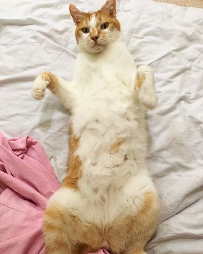 悩殺へそ天ポーズ「愛を受け止めるぜ!」