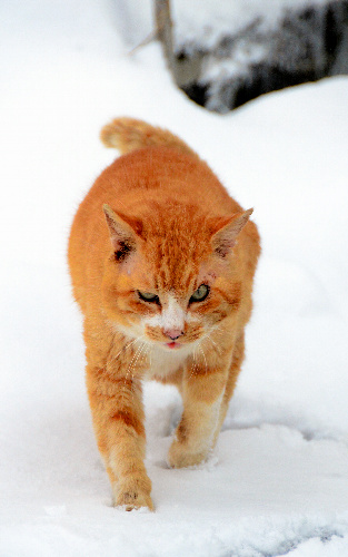 雪の中を堂々と歩く猫=山形県米沢市の小野川温泉