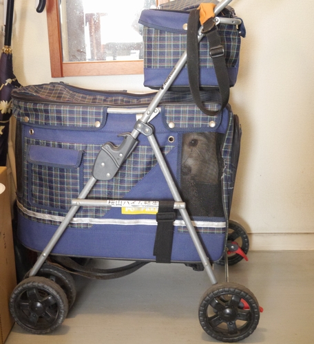 部屋から玄関まではカートで移動(おとなしく中に入るパク)