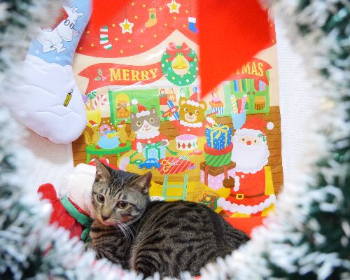 初めてのクリスマスだからワクワク