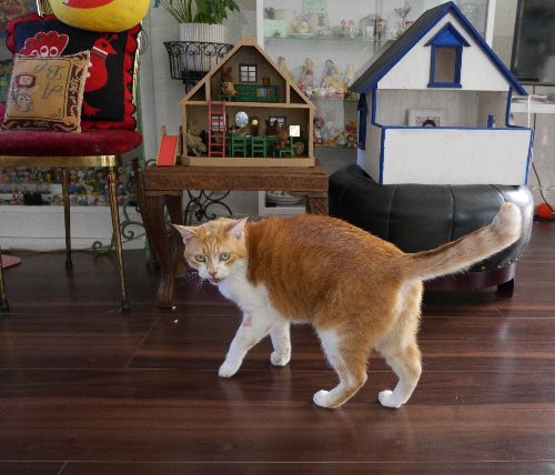 左のハウスはあいさんが幼少時(亡父に買ってもらった)シルバニアファミリー