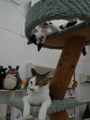 東京キャットガーディアンで