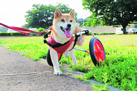 車いすはすみれちゃん応援団からの贈り物=写真/sora