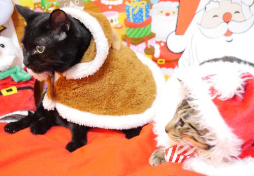 おいイヌオ、トナカイになってプレゼントもらってこい