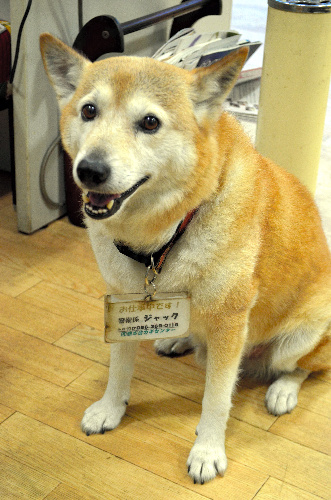 「警備係」と書かれた名札を下げたジャック=熊本市東区