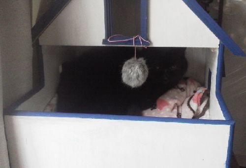 譲り受けた猫ハウスの奥で、今日もピクシーがのんびり昼寝を・・